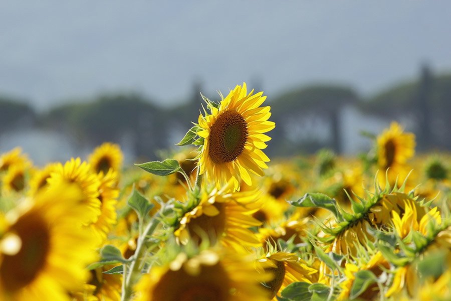 [it] girasoli in Maremma [en] Maremma sunflowers