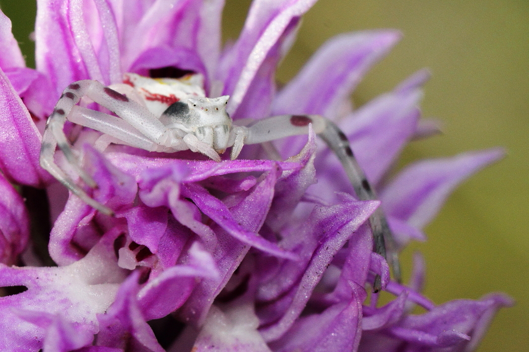 Tomisus onustus - [it] ragno-granchio in agguato fra i fiori dell'orchidea "uomo nudo" (orchis italica) [en] crab spider on naked-man orchis