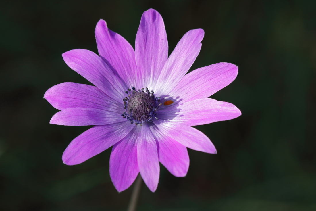 Anemone hortensis - [it] anemone stellato [en] broad-leaved anemone