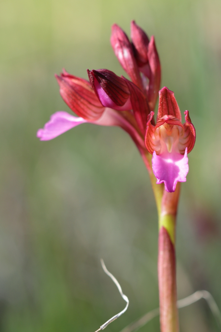 Anacamptis papilionacea - [it] orchidea farfalla [en] pink butterfly orchid