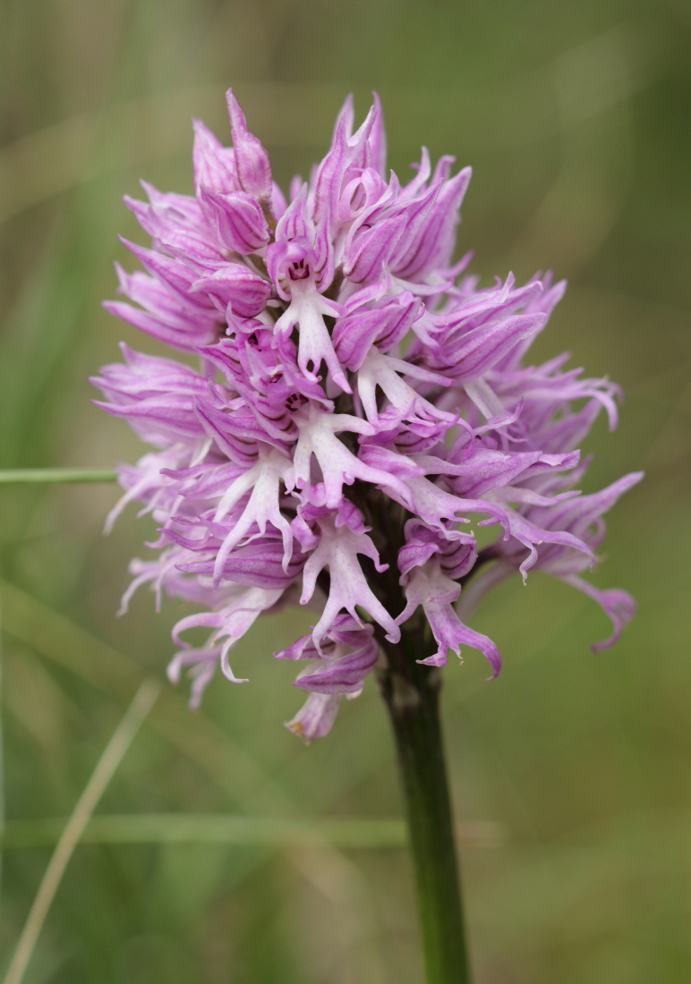 Orchis italica - [it] orchidea uomo nudo [en]naked man orchid