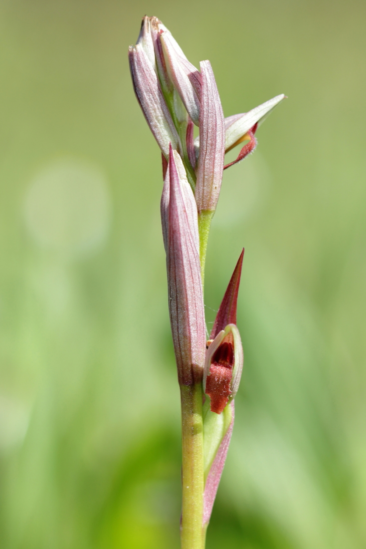 Serapias parviflora - [it] serapide minore [en]small-flowered tongue-orchid