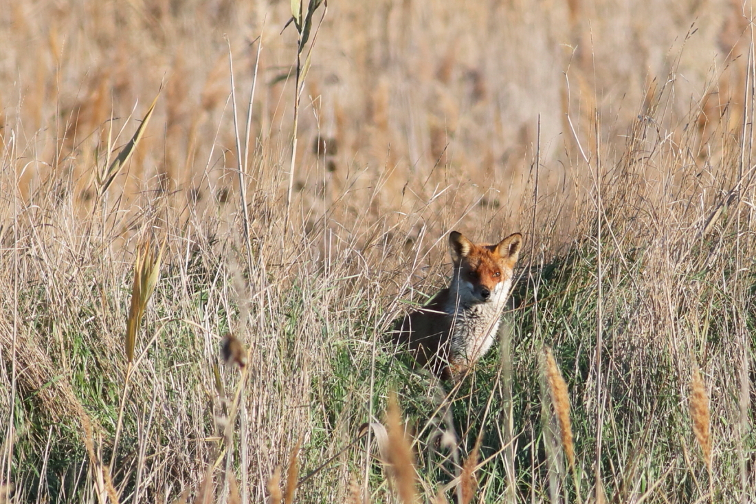 Vulpes vulpes - [it] volpe rossa [en] red fox