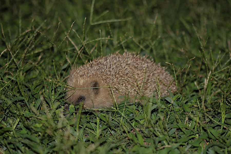 Erinaceus europaeus italicus - [it] Riccio comune [en] European hedgehog