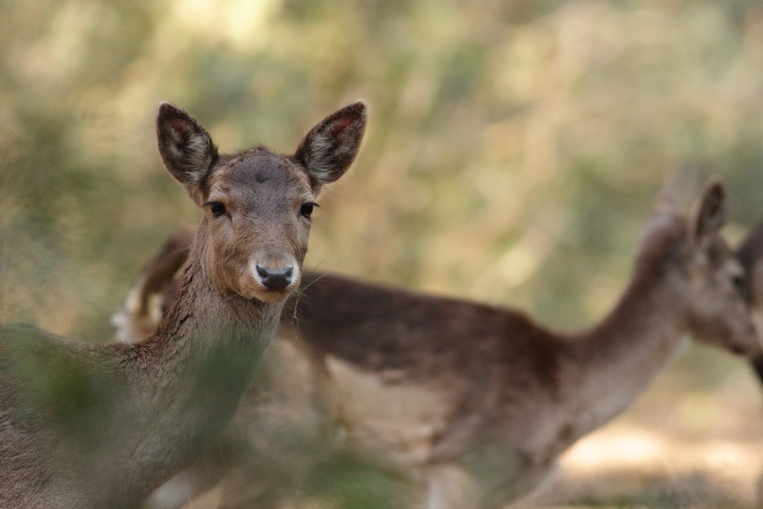 Dama dama - [it]daini [en] fallow deer