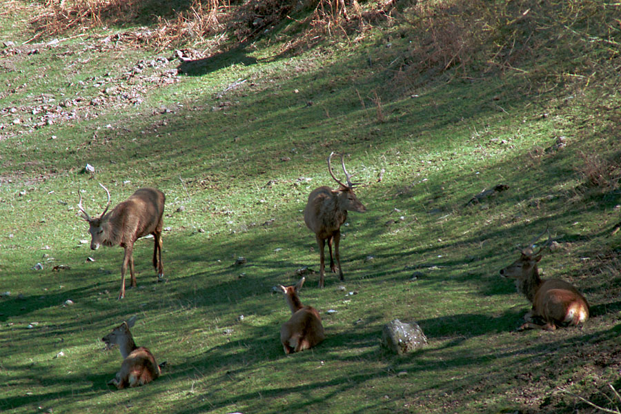 [it] Alcuni Cervi si riposano all'ombra all'interno del Parco Faunistico del Monte Amiata      Fotocamera:  Canon AV-1 |  Obiettivo:  Canon FDn 400/4.5 @11+ Canon FD 1.4x-A |  Film:  Kodak Gold 200  [en] a small herd of deer rest in the shade      Camera:  Canon AV-1 |  Lens:  Canon FDn 400/4.5 @11+ Canon FD 1.4x-A |  Film:  Kodak Gold 200 