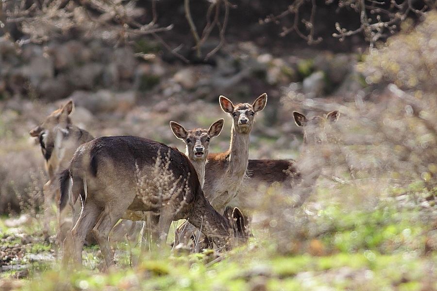 Canon EOS 550D, Canon EF 400/5.6 L USM,  1/1000 sec F/5.6 e ISO 800 - [it] Daini - Dama dama  [en] Fallow deers - Dama dama