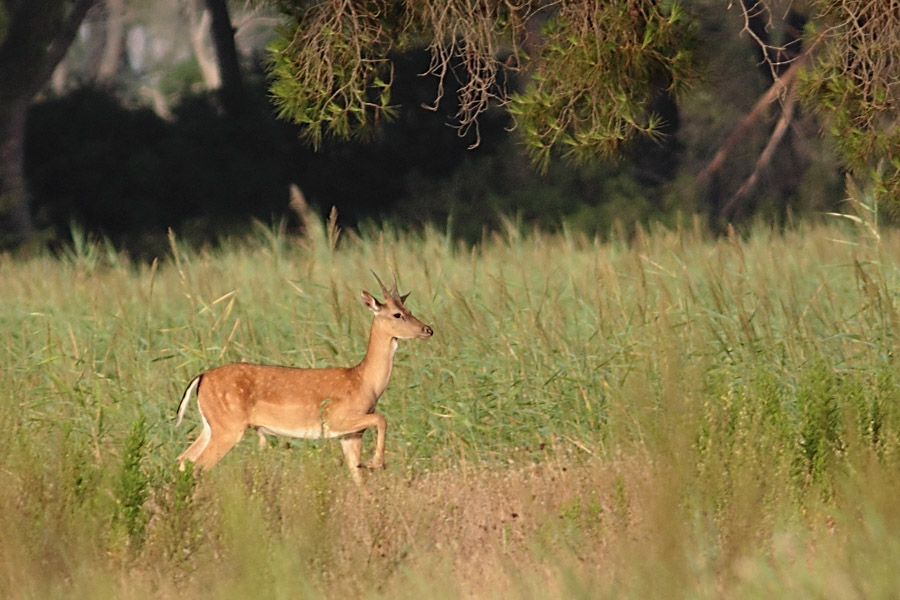 Dama dama - [it] Maschio di daino sorpreso sul finire della giornata ai confini del Parco della Maremma [en] Male fallow deer in Parco della Maremma