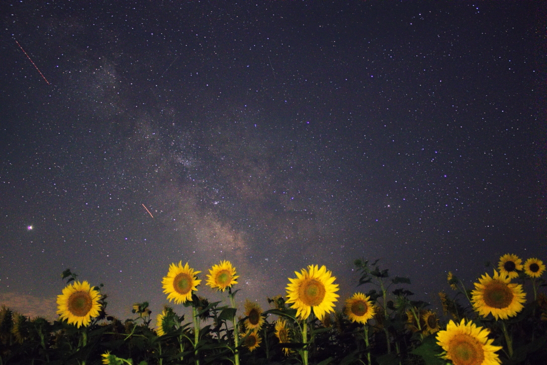 [it] la via lattea e i girasoli [en] Milky Way and sunflowers
