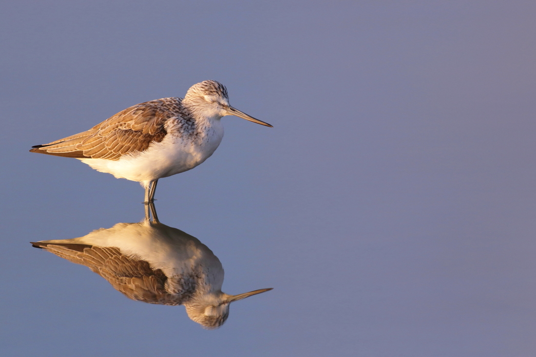 Tringa nebularia - [it] Pantana... assonnata [en]sleeping common greenshank