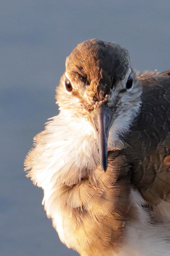 Actitis hypoleucos - [it]primo piano  di piro piro piccolo [en] common sandpiper close-up