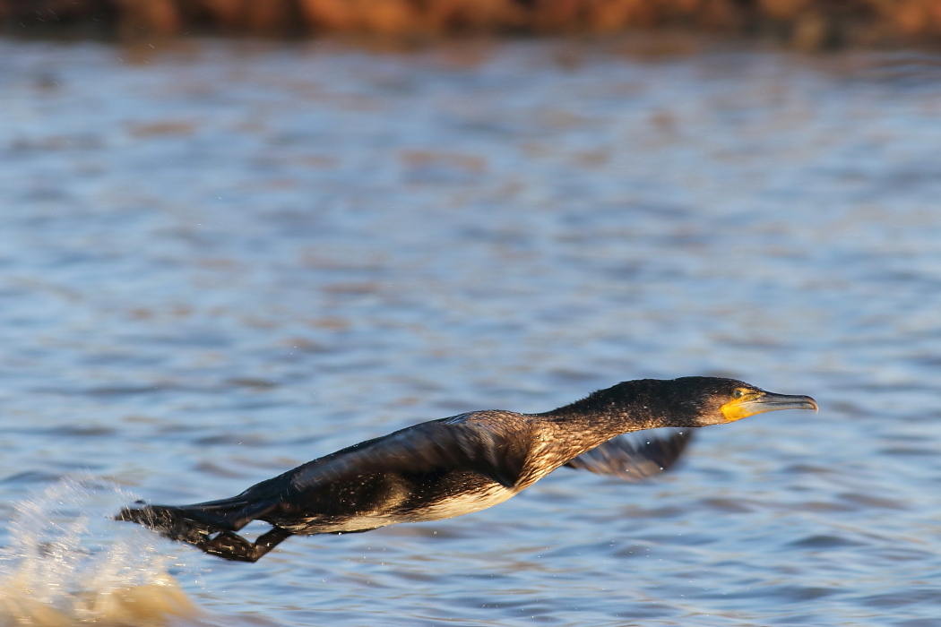 Phalacrocorax carbo - [it]cormorano in partenza [en] great cormoranto taking off