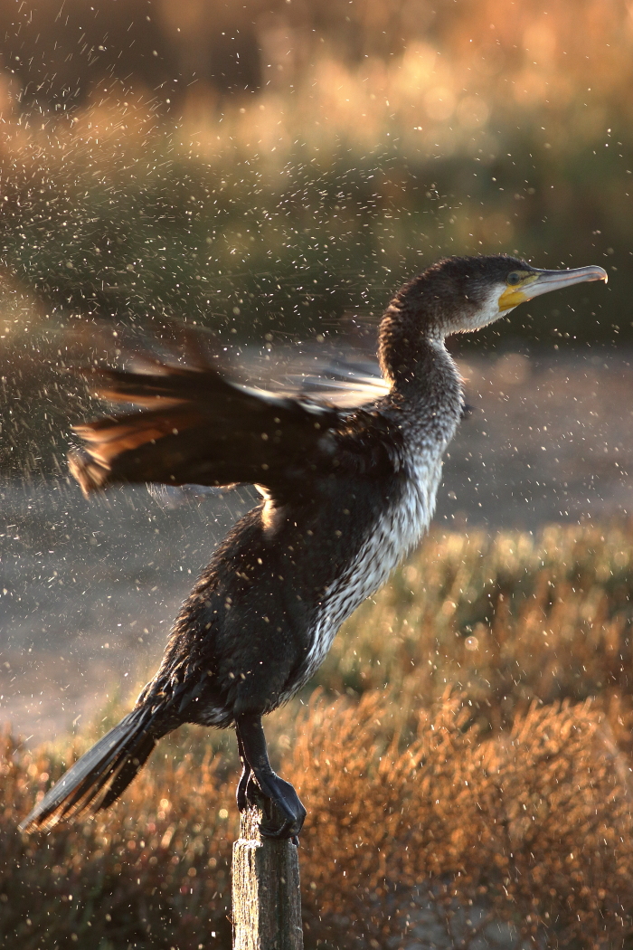 Phalacrocorax carbo - [it]Cormorano che si grolla l'acua di dosso[en] Great cormoranto tumbling the water off