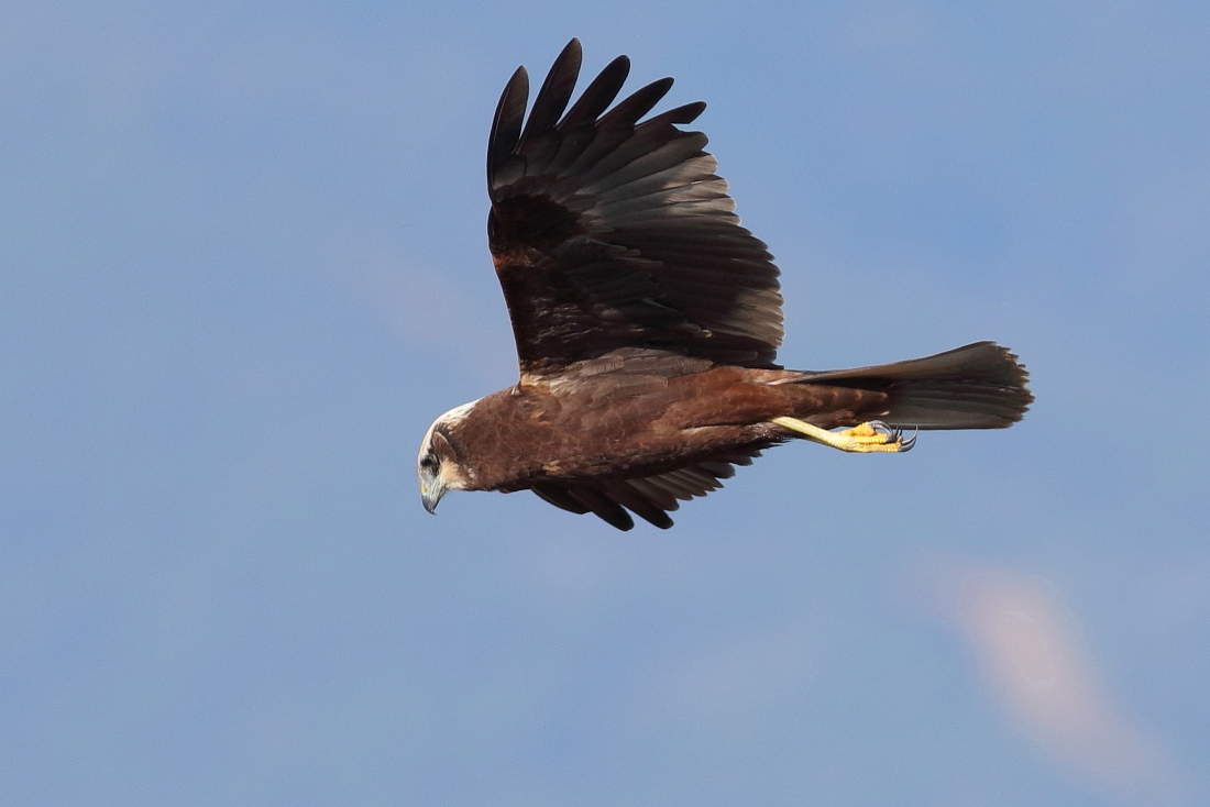 Circus aeruginosus - [it]femmina di falco di palude[en]western marsh harrier, female