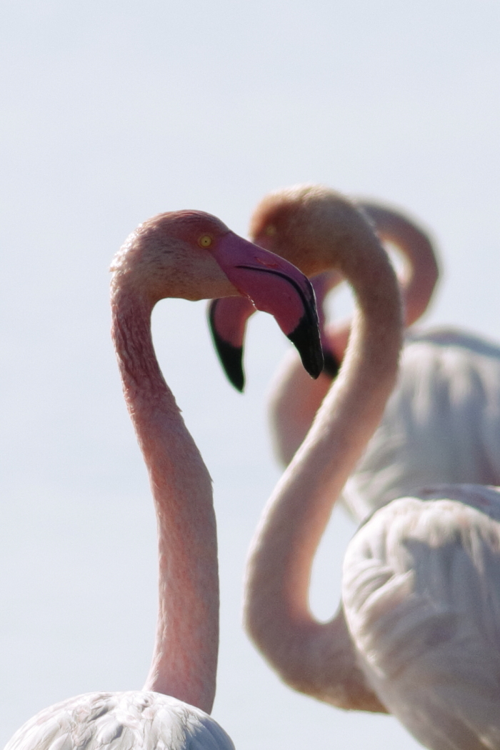 Phoenicopterus roseus - [it] ritratto di fenicottero[en]falmingo portrait
