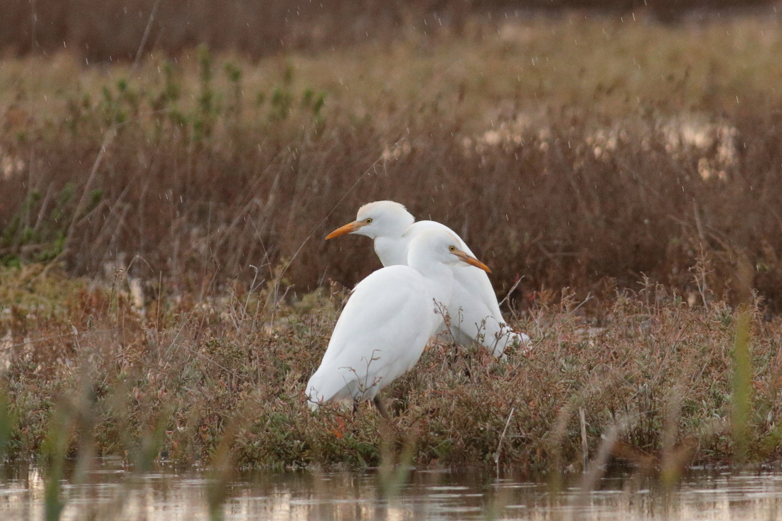 Bubulcus ibis - [it]Aironi guardabuoi [en] Cattle egret