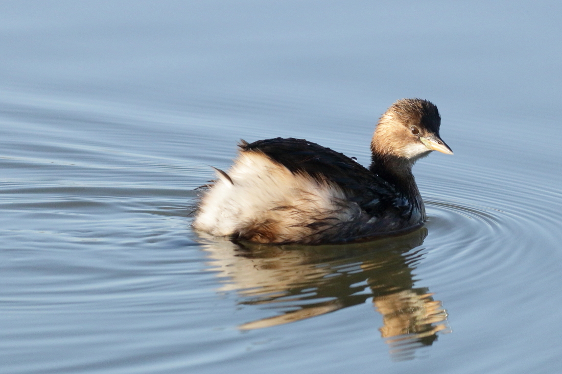 Tachybaptus ruficollis - [it]Tuffetto in abito invernale [en]Little grebe in winter plumage