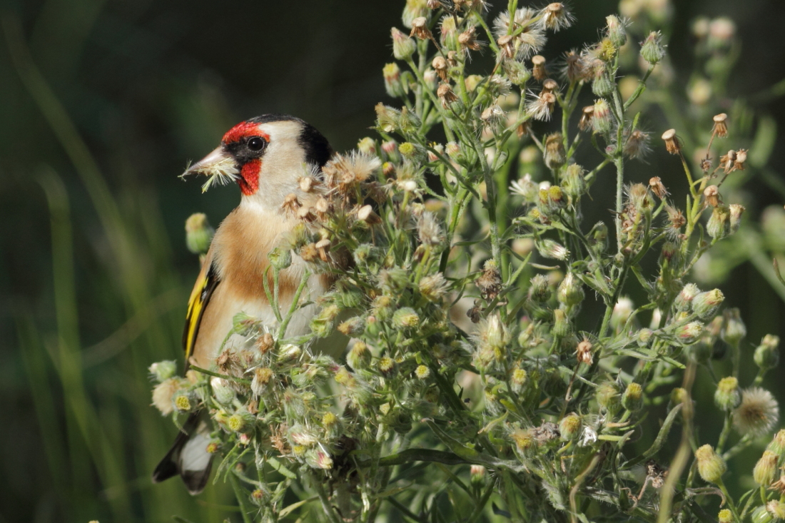 Carduelis carduelis - [it] cardellino [en] goldfinch