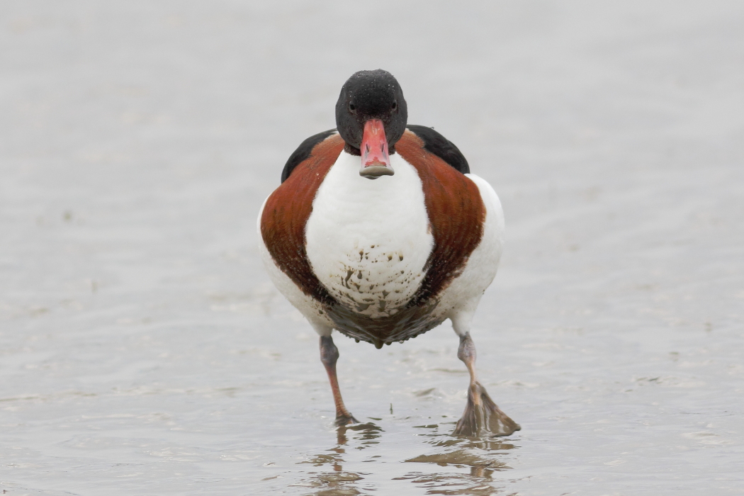 tadorna tadorna - [it ] Volpoca [en] common shelduck