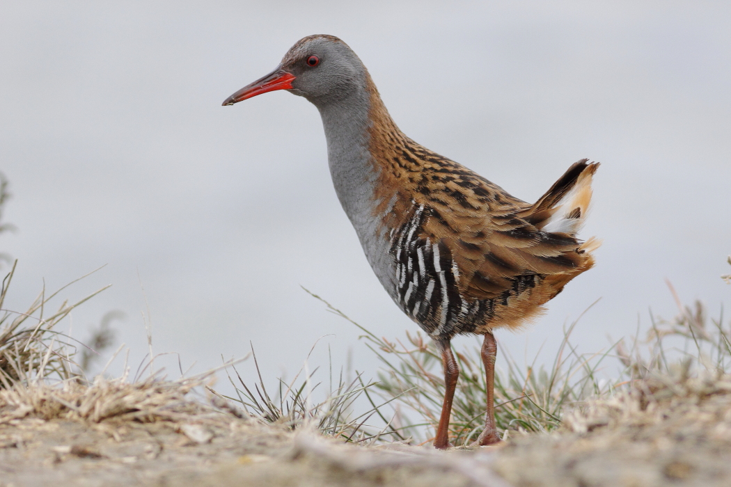 Rallus aquaticus - [en] water rail [it] porciglione