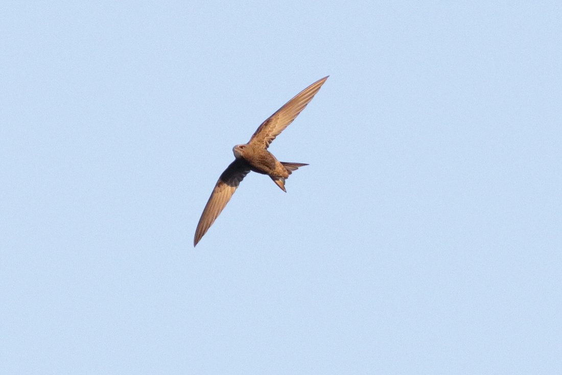 Apus apus - [it] rondone comune [en] common swift