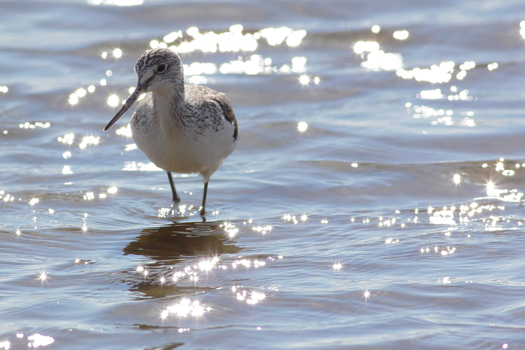 Tringa nebularia - [it] pantana in avvicinamento [en] approcing  common greenshank