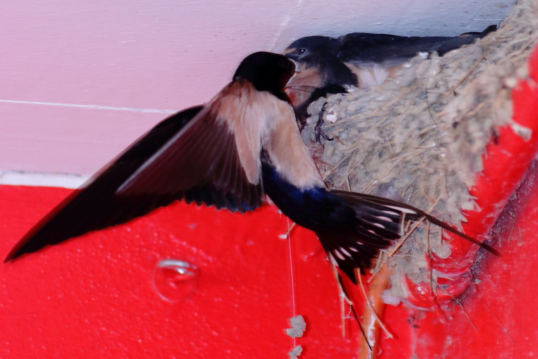 Hirundo rustica - [it]rondine comune, imbeccata [en] Barn swallow at nest