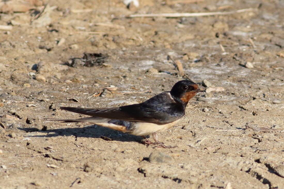 hirundo rustica - [it] rondine comune [en]barn swallow