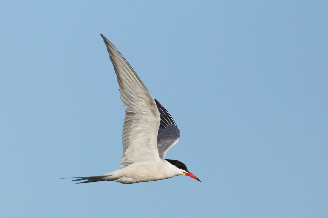 Sterna hirundo - [it] sterna comune, altrimenti detta rondine di mare [en] common tern