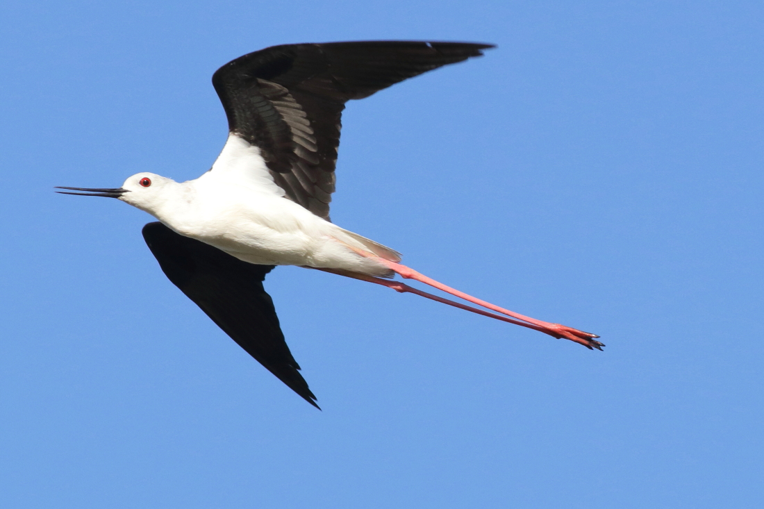 Himantopus himantopus - [it] cavaliere d'Italia [en] black-winged stilt in a patrol flight over its nest