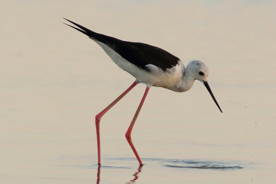 Himantopus himantopus - [it] Cavaliere d'italia con le ultime luci del giorno [en] black-winged stilt in the last pale light of the day