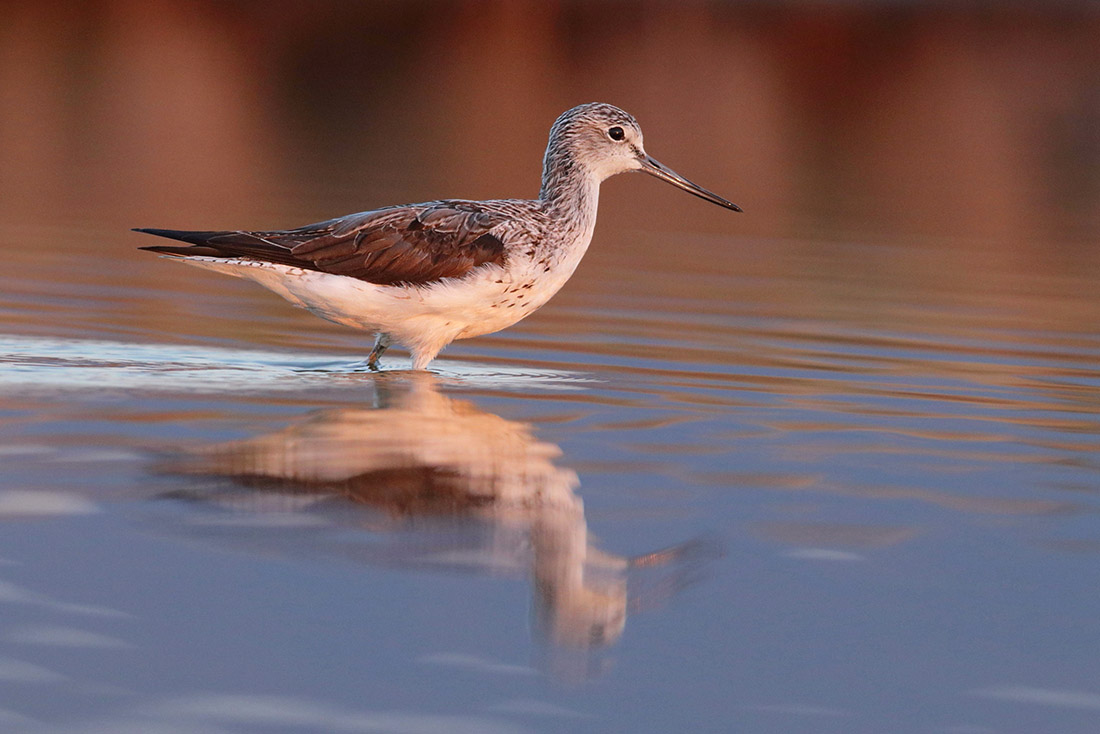 Tringa nebularia - [it] pantana all'alba [en]common greenshank at surise