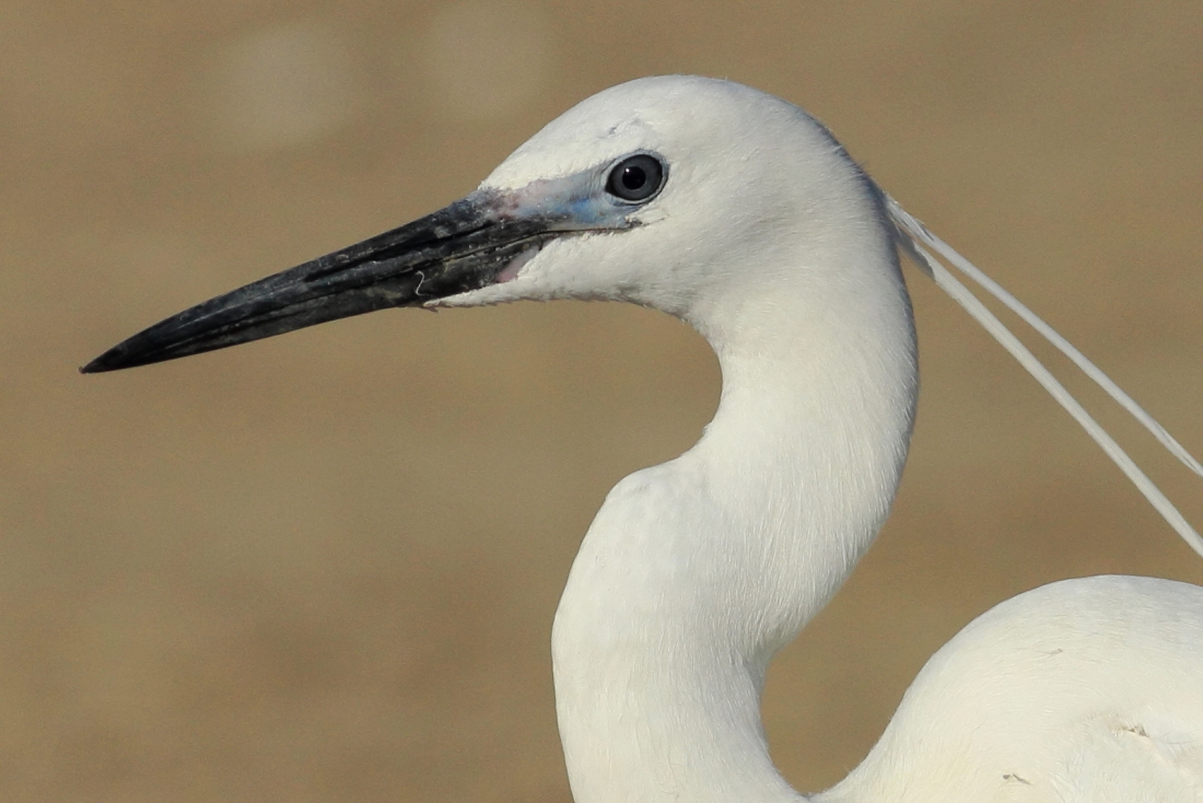 Egretta garzetta - [it] ritratto di garzetta [en] close portrait of little egret