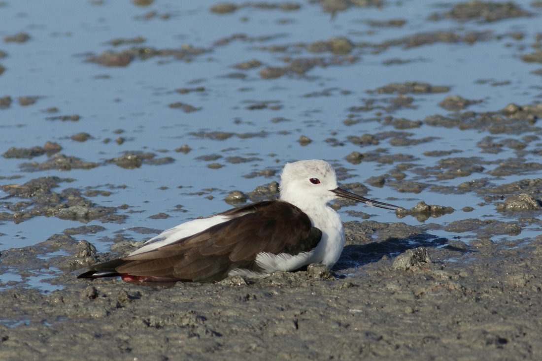 Himantopus himantopus -[it] mi faccio i fanghi! (cavaliere d'Italia) [en] I'm having mud bath (black-winged stilt)