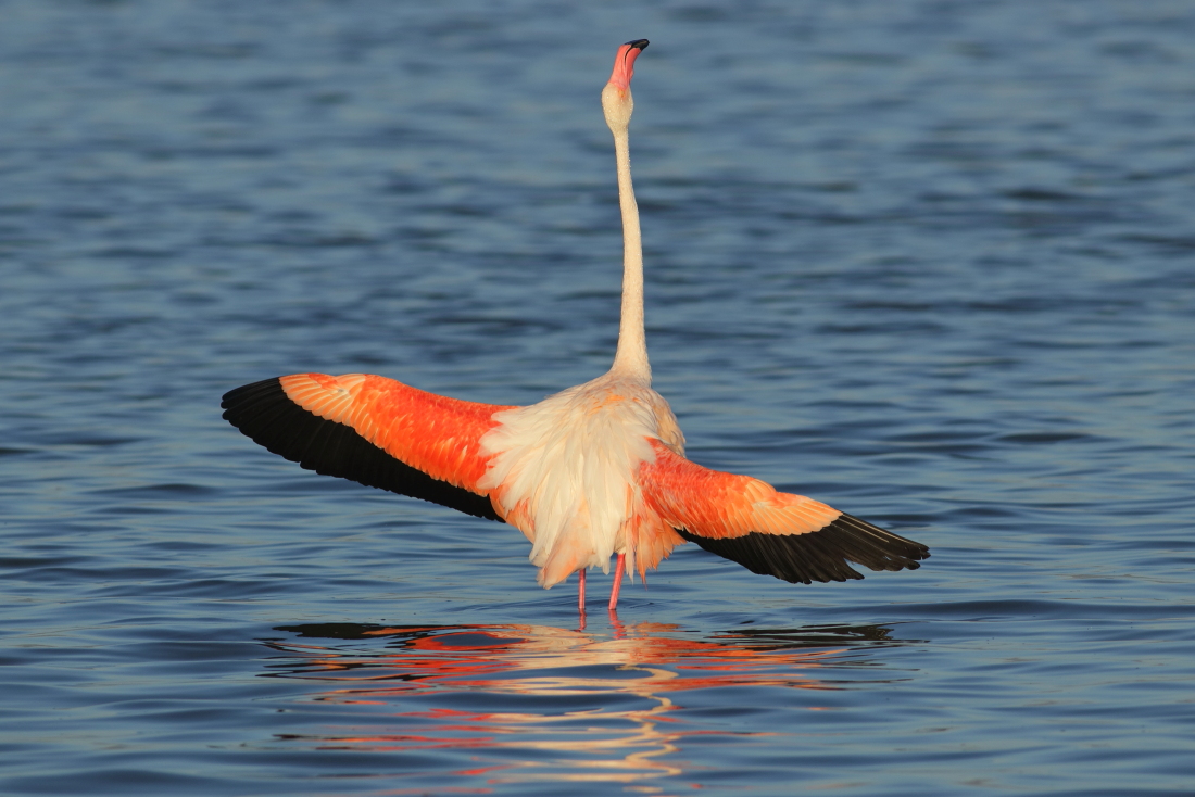 Phoenicopterus roseus - [it] fenicottero mentre si mette in mostra [en] a flamingo showing its beautiful color of plumage