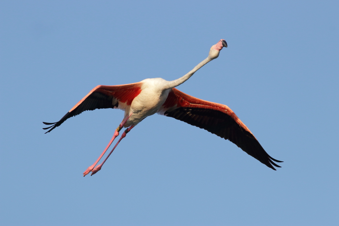 Phoenicopteru roseus - [it] fenicottero in volo, Saline di Molentargius Quartu S.E. [en] flyng flamingo, Molentargius salt-work, Quartu S.E.