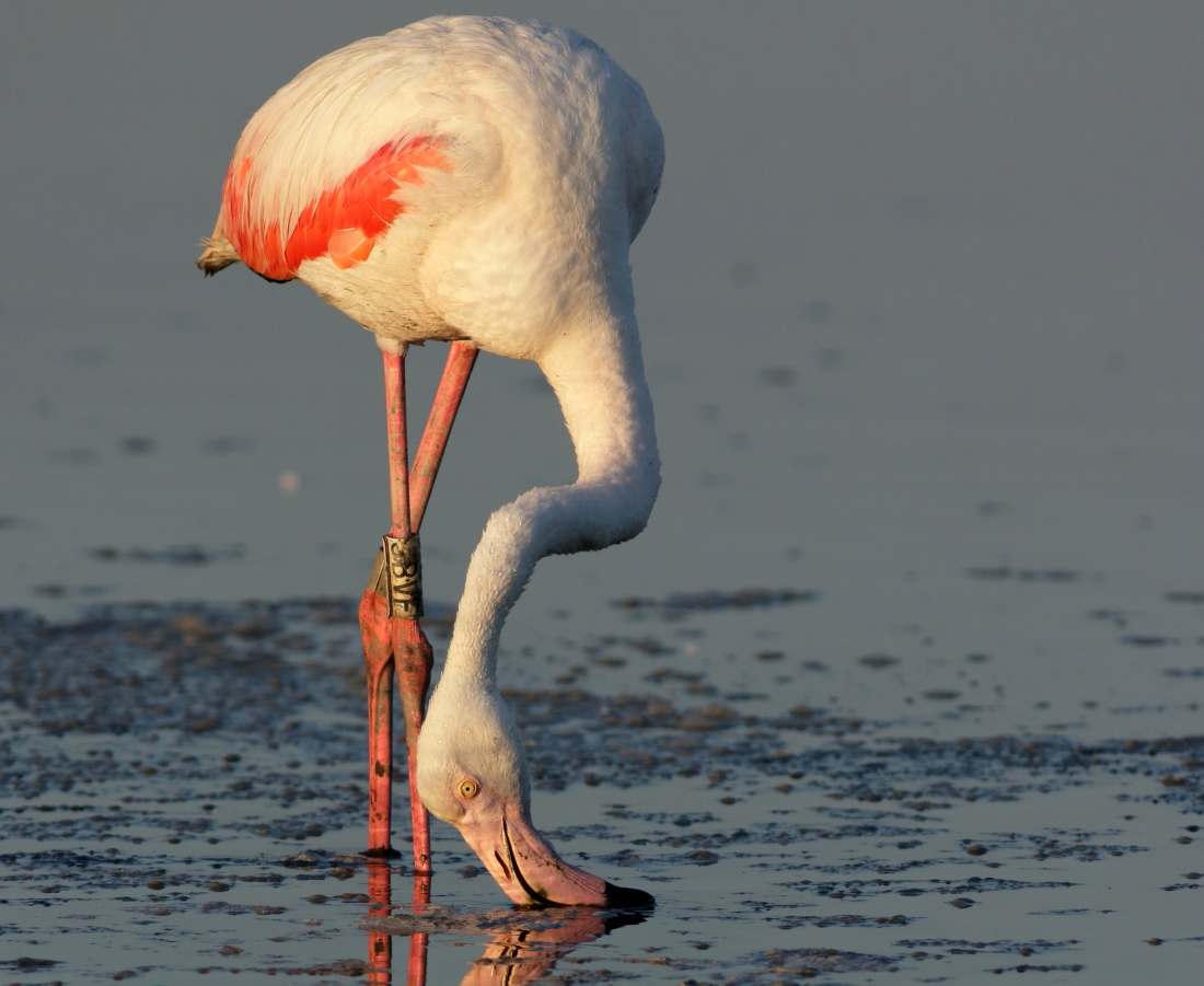 Phoenicopterus roseus -[it]Fenicottero rosa in alimentazione alla luce del tramonto [en]flamingo feeding in the sunset light