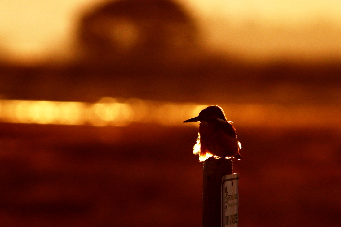 Alcedo atthis - [it] martin pescatore [en] common kingfisher