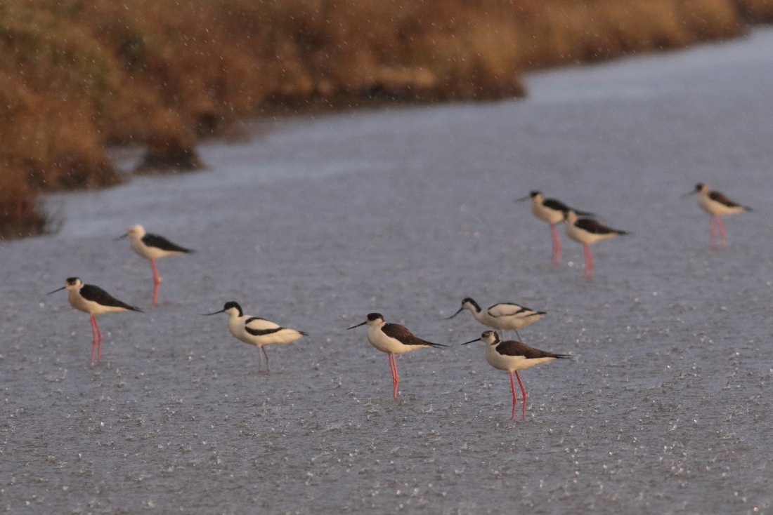 [it] avocette e cavalieri d'Italia sotto la pioggia [en] pied avocets and black-winged stilts in the rain