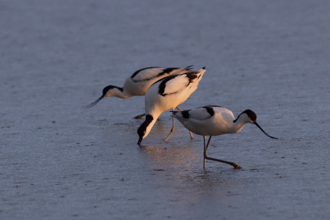 Recurvirostra avosetta - [it] avocette in alimentazione sotto la pioggia [en] pied avocets feeding in the rain