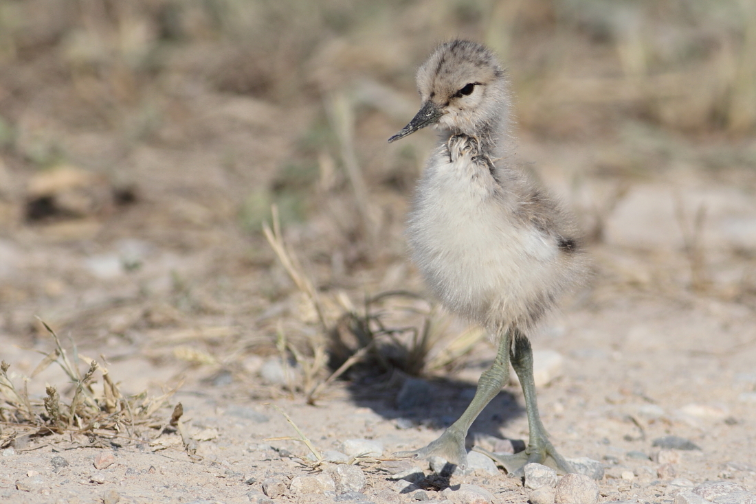 Recurvirostra avosetta - [it] giovanissima avocetta [en] very young avocet