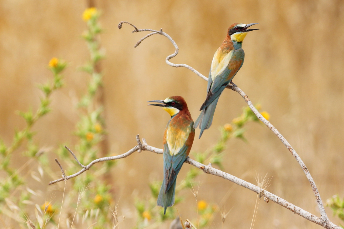 Merops apiaster - [it] coppia di gruccioni [en] couple of bee-eaters