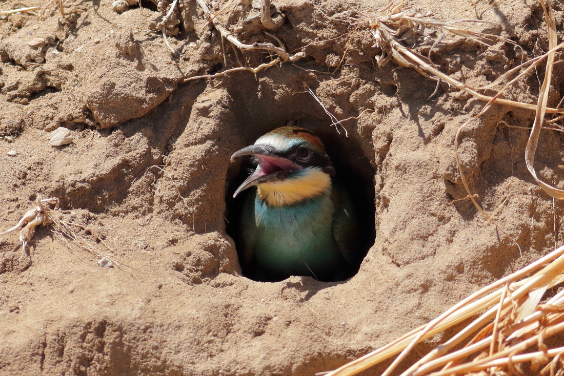 Merops apiaster [it] giovane gruccione prossimo all'ivolo affacciato al nido [en] bee-eater chick looking out from the nest