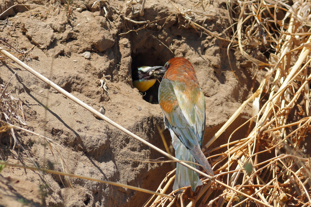 Merops apiaster - [it]Gruccione al nido che alimenta il pulcino [en] Bee-eater feeding its chick