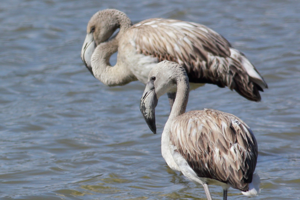 Phoenicopterus roseus - [it] giovani fenicotteri [en] young flamingos