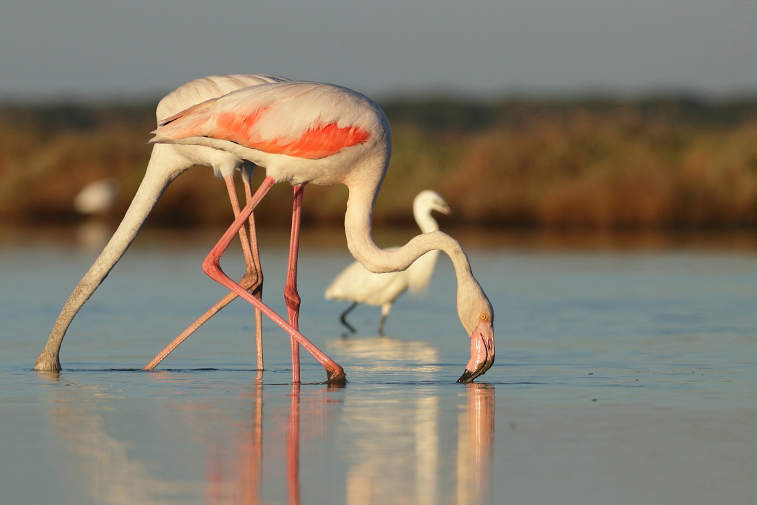 Phoenicopterus roseus - [it] fenicotteri [en] flamingos