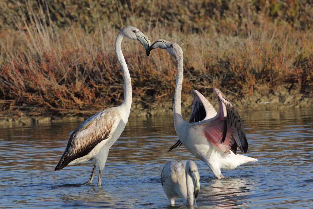 Phoenicopterus roseus - [it] battibecchi fra giovani fenicotteri [en] quarrel between young flamingos
