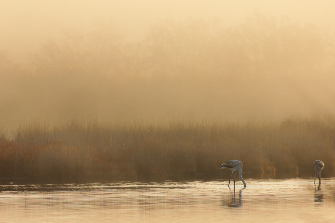 [it]nebbia e fenicotteri all'alba nella diaccia-Botrona[en] foggy sunrise and flamingos in the Diaccia-Botrona marshland