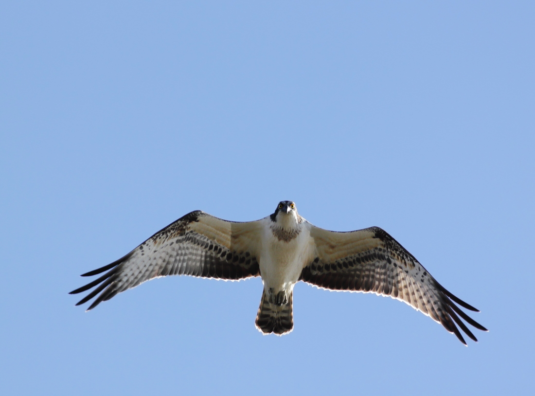 Pandion haliaetus - [it] Falco pescatore [en] Osprey
