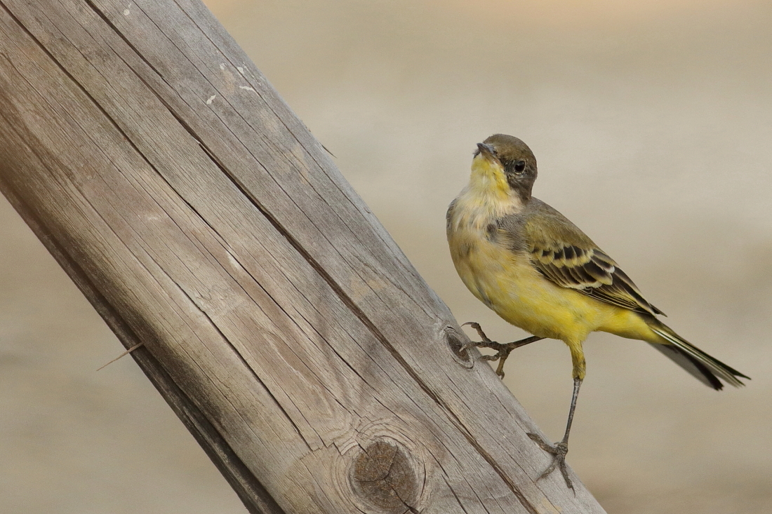 Motacilla flava - [it] cutrettola in arrampicata [en] climbing western yellow wagtail
